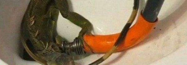 鸡骨头堵马桶里下水慢