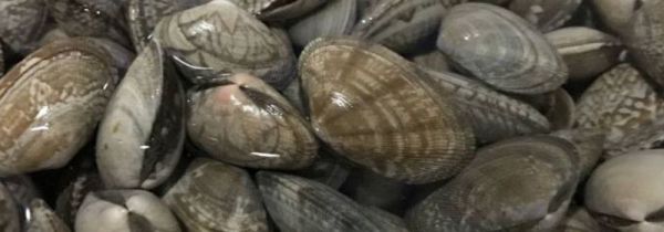 花蛤放清水里能活多久