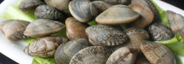 花蛤可以放在冰箱里吗