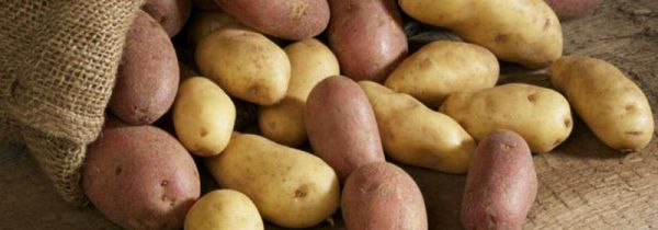 洋芋可以放在冰箱里吗