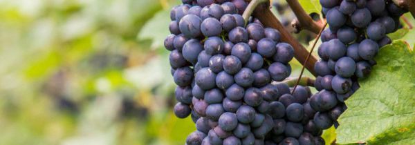 葡萄能榨果汁吗