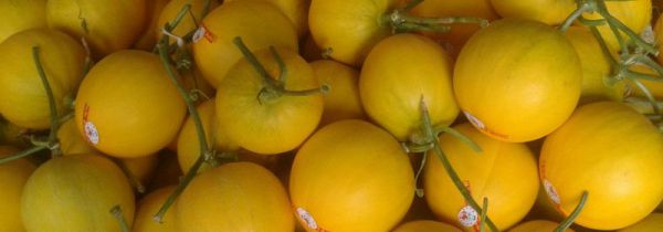 沙白瓜能榨果汁吗