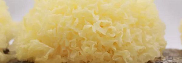 泡发银耳能放几天