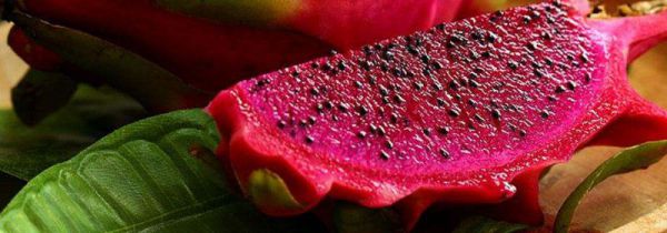 吃火龙果会减肥吗