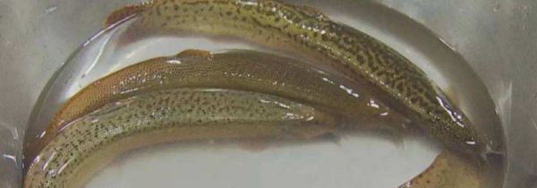 买回家的泥鳅怎么处理