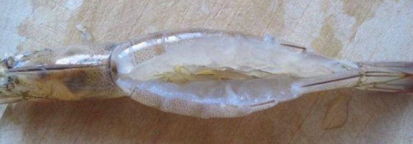 买回家的活虾怎么处理