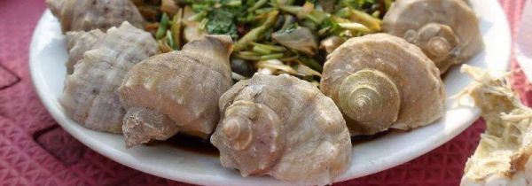 买回家的海螺怎么存放