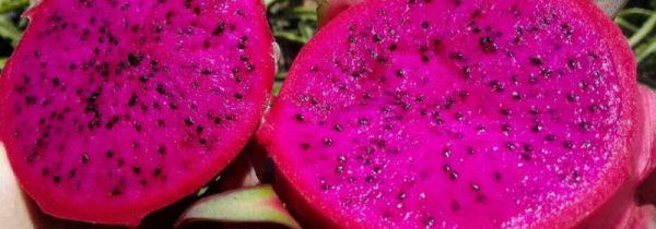 吃火龙果有什么好处