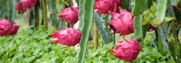 吃火龙果尿会变红色吗