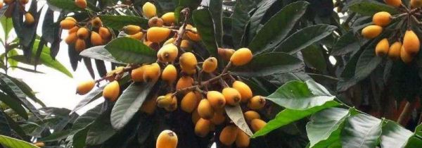 枇杷能和灵芝在一起泡酒吗