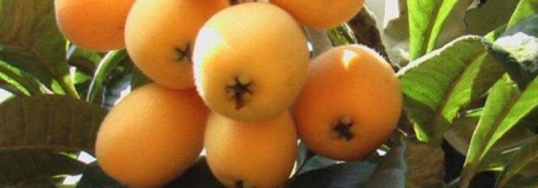 枇杷能治咳嗽吗