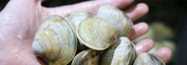 买回家的花蛤怎么养