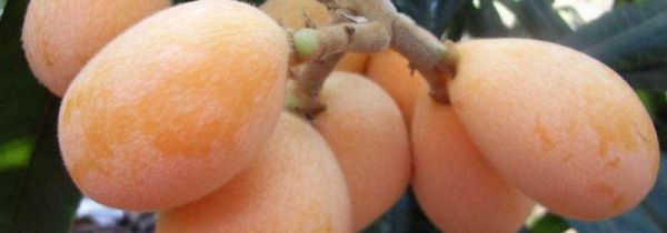 枇杷能和牛奶一起吃吗