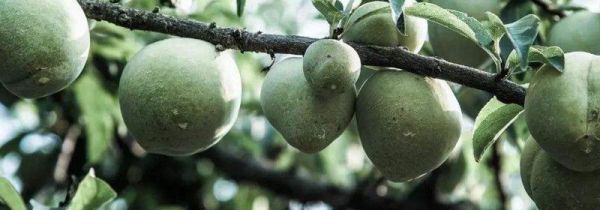 青奈是什么水果