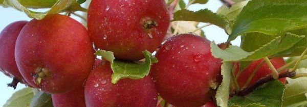 沙果是什么水果