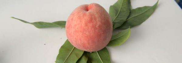 买回家的桃子怎么保存