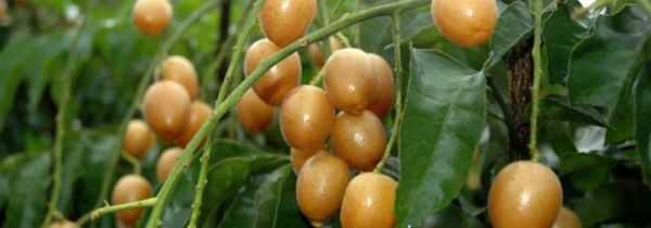 黄皮的皮可以吃吗