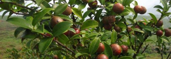 自贡特产有哪些可以带走