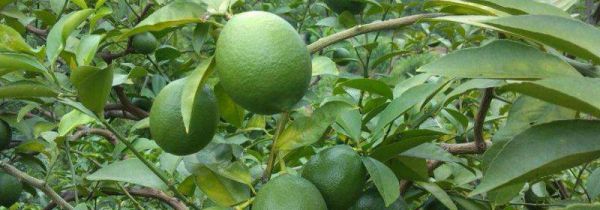 万州特产有哪些可以带走