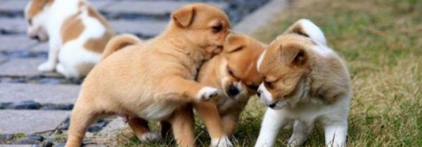 公交车能带狗吗