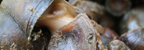 田螺哪里可以吃哪里可以不吃