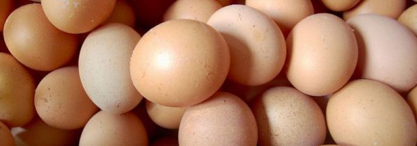 吃鸡蛋可以长高吗