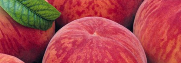 为什么吃桃不能喝茶