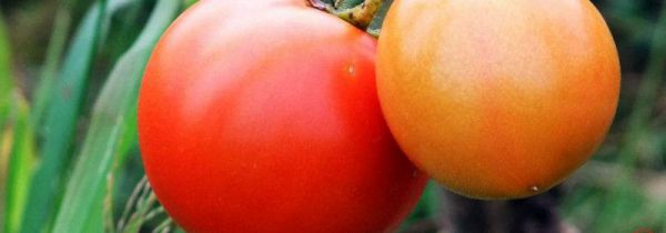 西红柿能放冰箱冷藏吗