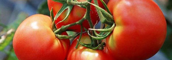 西红柿能祛痘吗