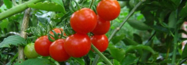 西红柿能放冰箱吗