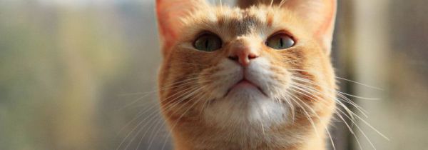 可以快递猫吗