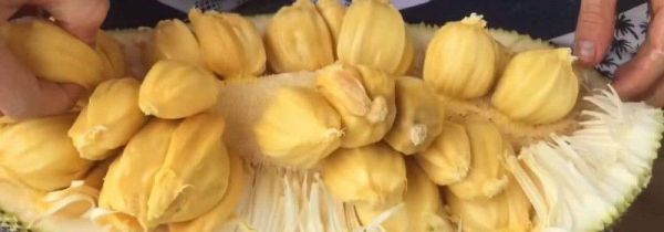 菠萝蜜软了还能吃吗