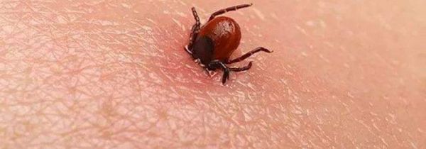为什么有的人招虫子咬