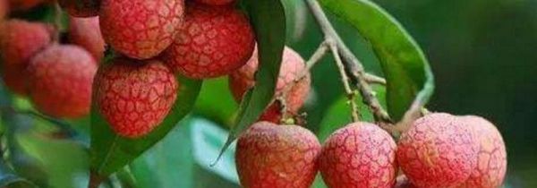 荔枝樱桃可以一起吃吗