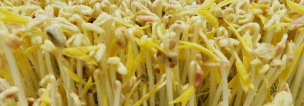 豆芽长芽了还能吃吗