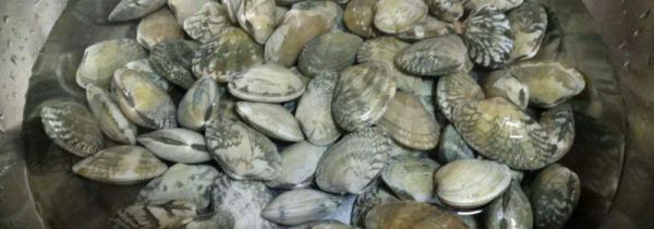花甲和沙甲什么区别