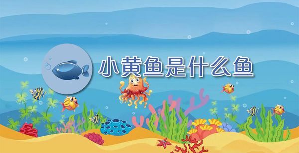 小黄鱼是什么鱼