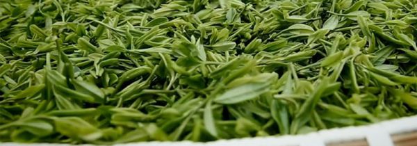 龙井茶产地