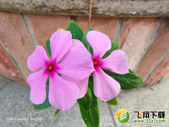 oppo reno3 pro有微距拍摄吗 oppo reno3 pro支持微距拍摄吗