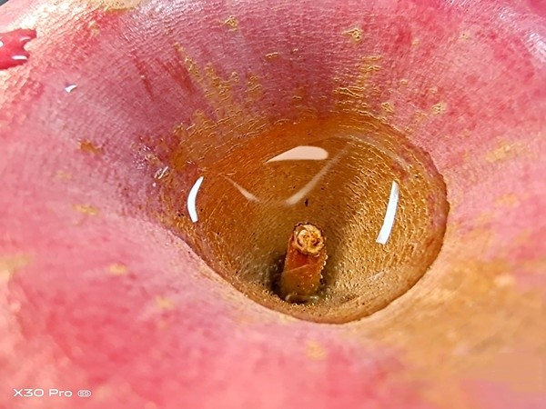 vivo x30pro有微距拍摄吗 vivo x30pro支持微距拍摄吗