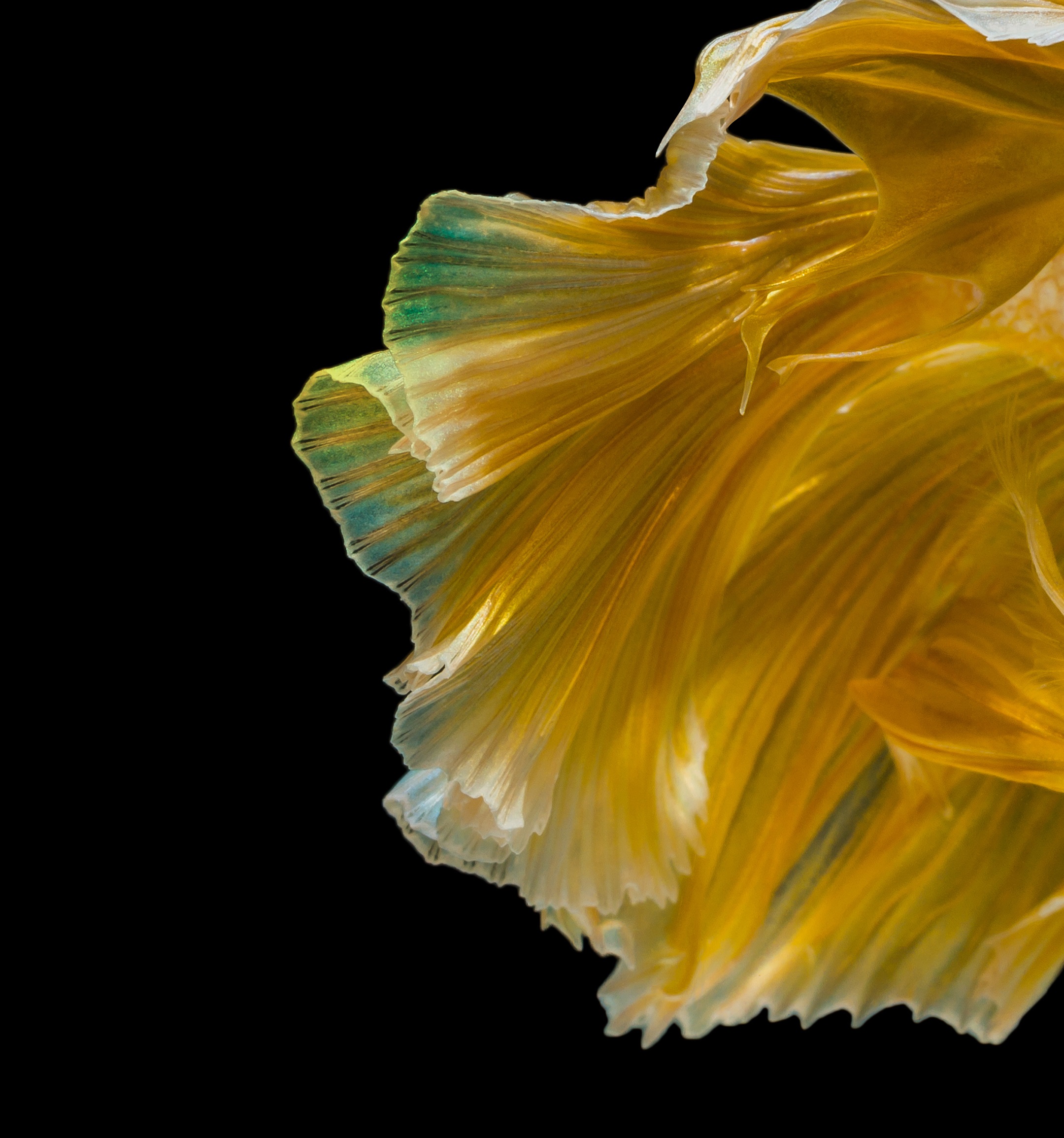 华为nova4内置壁纸下载 14张漂亮的华为nova4内置2K超清壁纸推荐