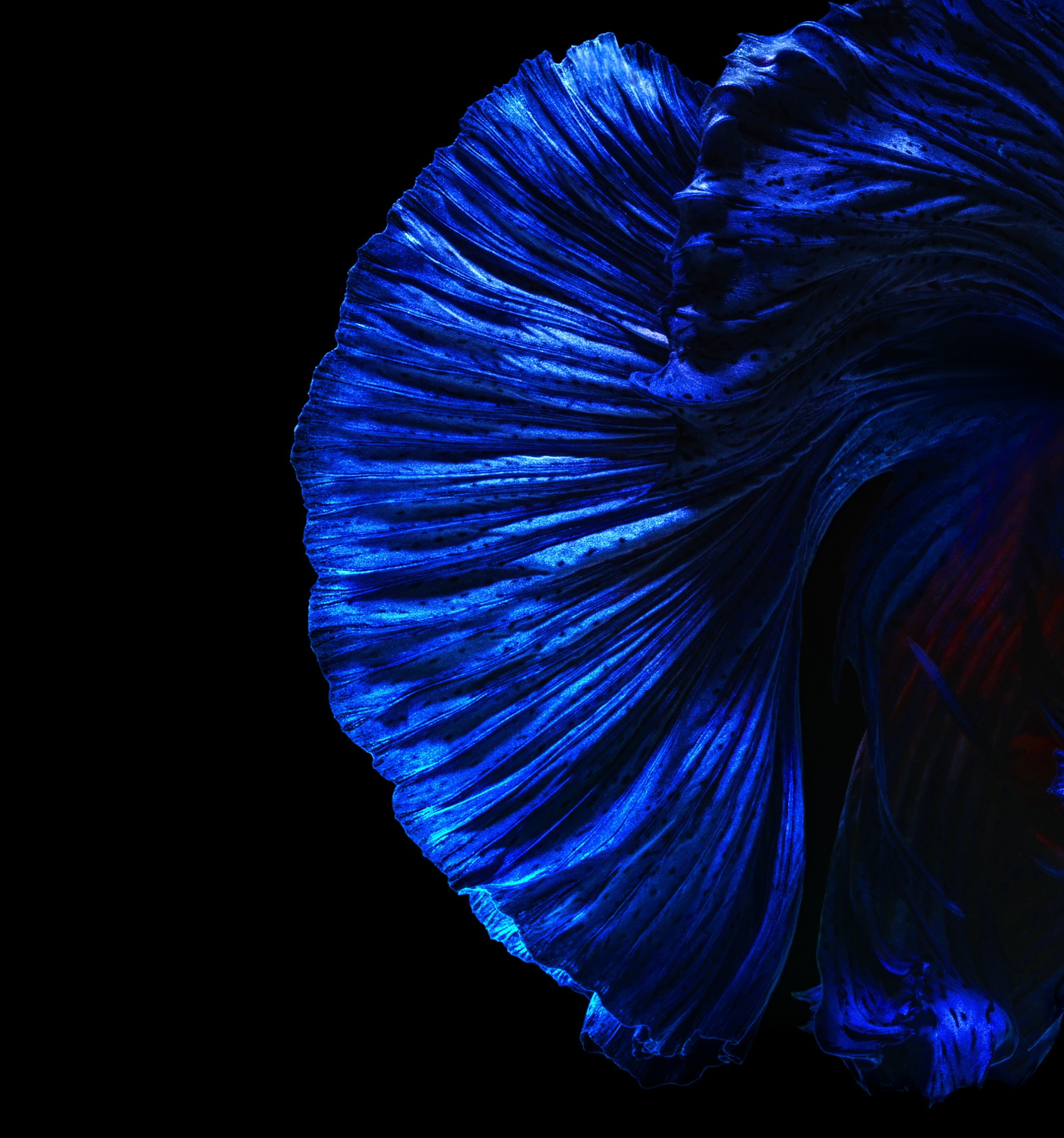 华为nova4内置壁纸下载 14张漂亮的华为nova4内置2K超清壁纸推荐