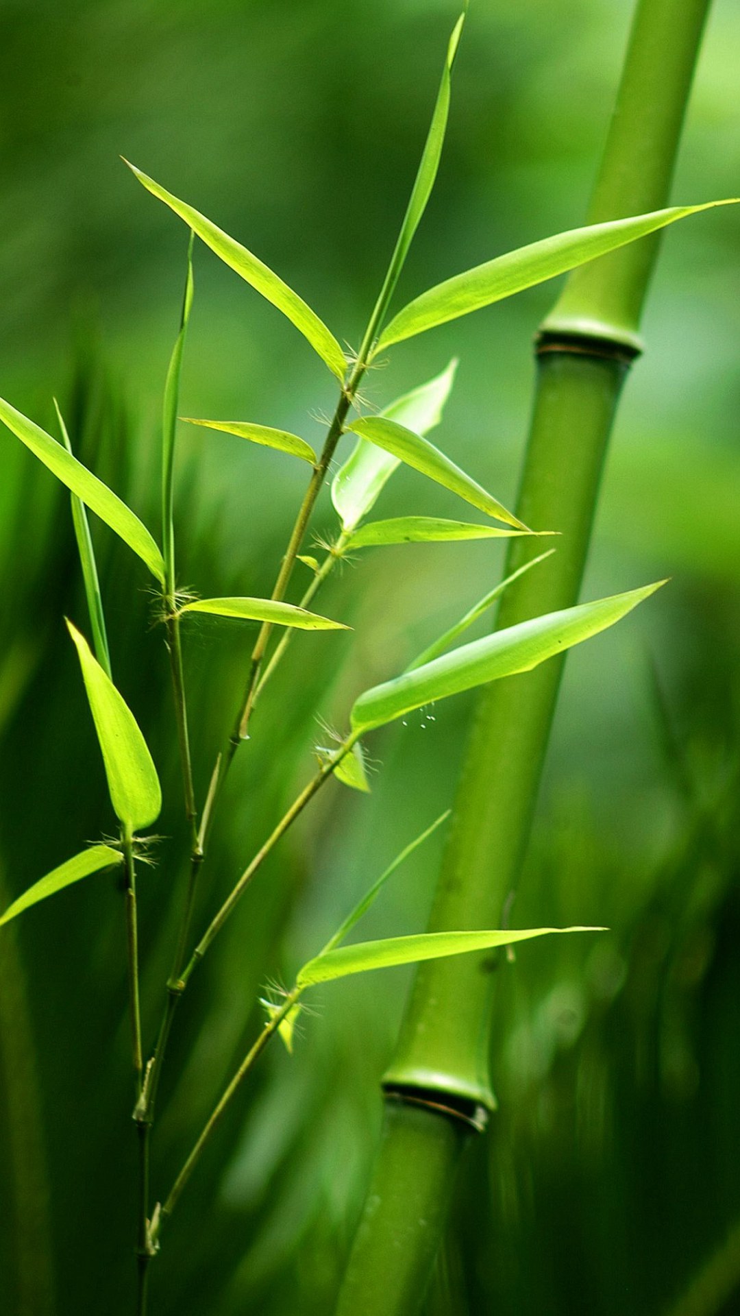 32张非常漂亮的微信7.0.0聊天背景图片大全 是聊天背景也是手机壁