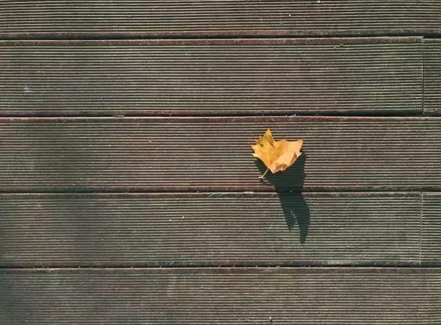 手机拍摄秋叶的4大方法 手机拍照技巧