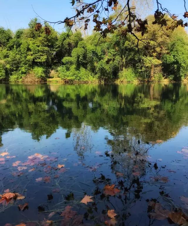 手机拍摄秋叶的4大方法 手机拍照技巧