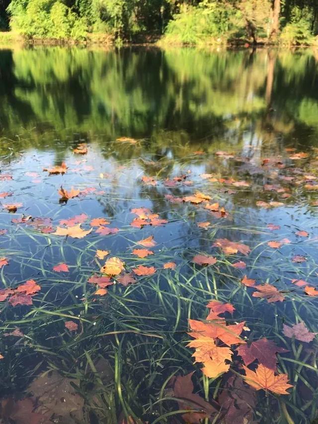 手机拍摄秋叶的4大方法 手机拍照技巧