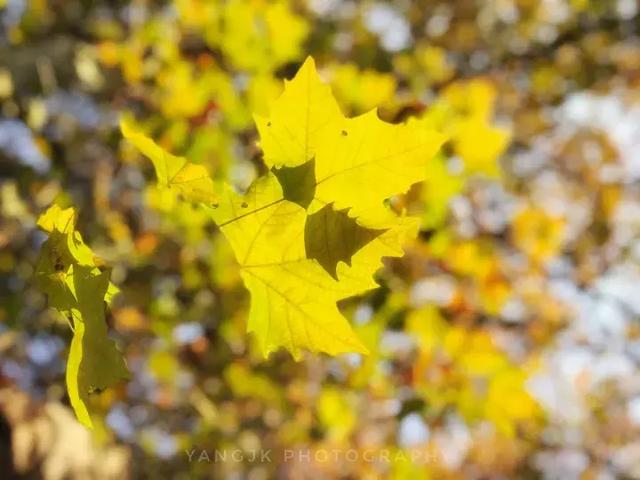 手机拍摄秋叶的4大方法 手机拍照技巧