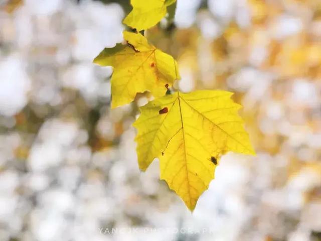 手机拍摄秋叶的4大方法 手机拍照技巧