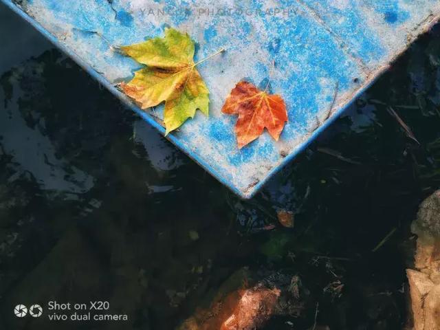 手机拍摄秋叶的4大方法 手机拍照技巧