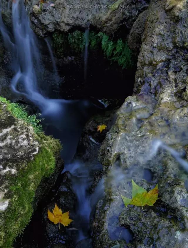 手机拍摄秋叶的4大方法 手机拍照技巧